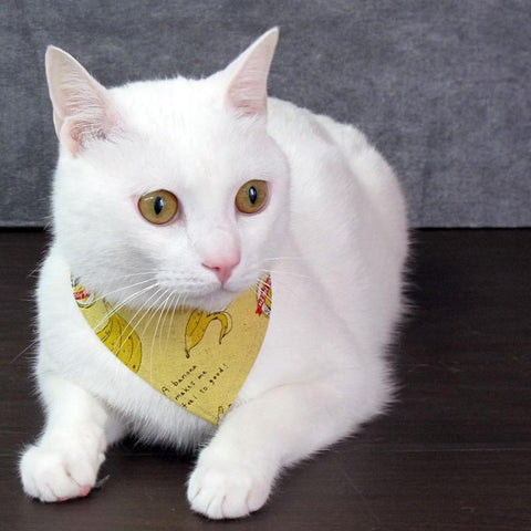 COCOLUCK  Cat Bandana CO-6197-BANANACAT