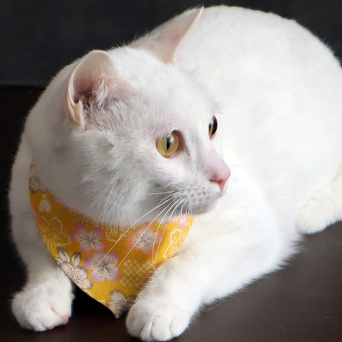 COCOLUCK  Cat Bandana CO-6197-YELLOWCHERY